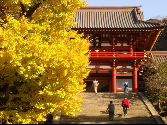 鶴岡八幡宮の紅葉 16年 見頃について 東日本の紅葉ブログ16年見ごろの時期について